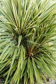 CORDYLINE AUSTRALIS TORBAY DAZZLER