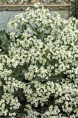 CRAMBE MARITIMA