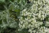 CRAMBE MARITIMA