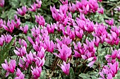 Cyclamen repandum