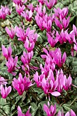 Cyclamen repandum