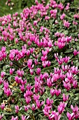 CYCLAMEN REPANDUM