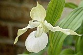 CYPRIPEDIUM REGINAE