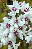 DEUTZIA PURPURASCENS ALPINE MAGICIAN