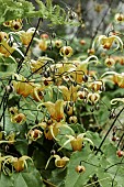 Epimedium grandiflorum Pretty In Pink