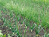 ONION CROP (ALLIUM CEPA)