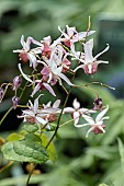 Epimedium grandiflorum Pink Elf