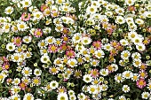 Erigeron karvinskianus