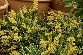 GENISTA X SPACHIANA BLOOMING DREAMS