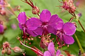 GERANIUM MACRORRHIZUM BEVANS VARIETY