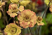 GEUM ALABAMA SLAMMER