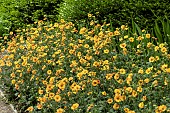 GEUM TOTALLY TANGARINE