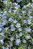 GLANDORA PROSTRATA HEAVENLY BLUE