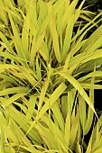 Hakonechloa macra All Gold
