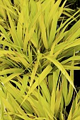 Hakonechloa macra All Gold