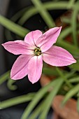 IPHEION UNIFLORUM CHARLOTTE BISHOP