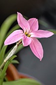 IPHEION UNIFLORUM CHARLOTTE BISHOP