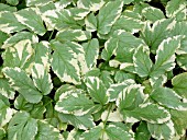 AEGOPODIUM PODAGRARIA VARIEGATED (GROUND ELDER)