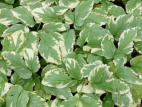 AEGOPODIUM_PODAGRARIA_VARIEGATED_GROUND_ELDER