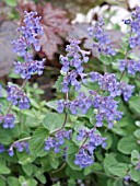 NEPETA X FAASSENII (CATMINT)