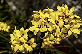 IXIA MACULATA