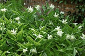 MAIANTHEMUM RACEMOSUM