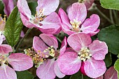 MALUS DOMESTICA SURPRIZE, DESSERT APPLE, POME FRUITS, MAY