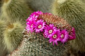 Mammillaria spinosissima