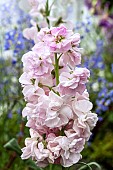 MATTHIOLA INCANA CHERRY BLOSSOM