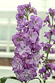 MATTHIOLA INCANA LAVENDER BLUE