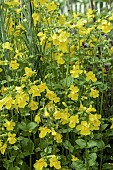 MIMULUS GUTTATUS