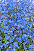 Omphalodes cappadocica Cherry Ingram