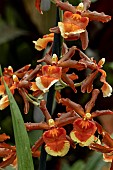 ONCIDIUM TAMIYA