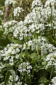 PACHYPHRAGMA MACROPHYLLUM