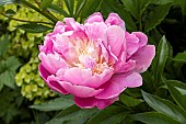 PAEONIA ALERTIE