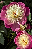 PAEONIA BOWL OF BEAUTY