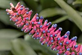 Aechmea gamosepala