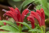 Aeschynanthus Big Apple