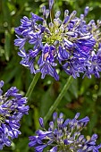 AGAPANTHUS HEADBOURNE HYBRIDS