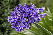 AGAPANTHUS NORTHERN STAR