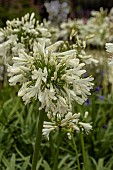 AGAPANTHUS SNOW CLOUD