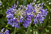 AGAPANTHUS HEADBOURNE HYBRIDS