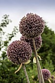 ALLIUM SUMMER DRUMMER