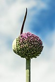 ALLIUM SUMMMER DRUMMER