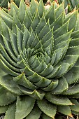 ALOE POLYPHYLIA