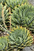 ALOE POLYPHYLIA