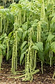 AMARANTHUS CAUDATUS VIRIDIS