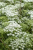 AMMI MAJUS QUEEN OF AFRICA