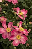 ANEMONE HUPEHENSIS BELLE (IFANFLY)