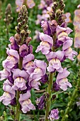 ANTIRRHINUM POTOMAC LAVENDER